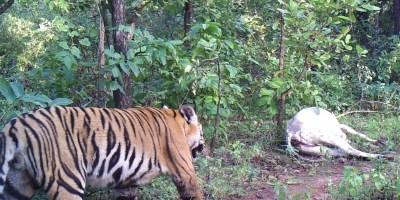 Kerwa male tiger - Photo courtesy L Krishnamoorthy