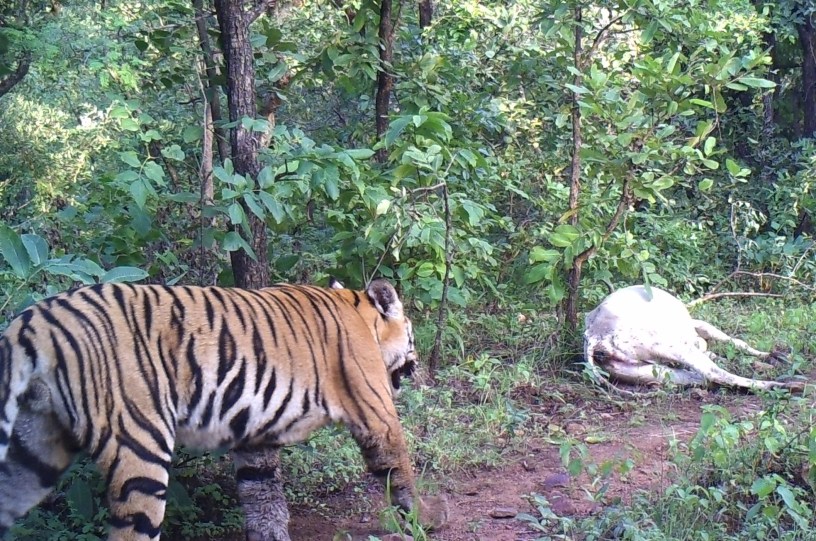 Kerwa male tiger - Photo courtesy L Krishnamoorthy