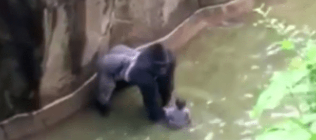 Harambe with the child