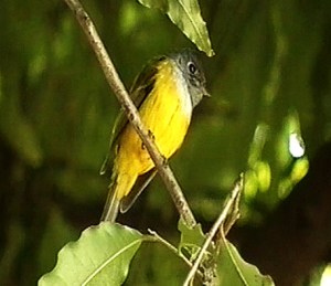 Grey-headed flycatcher