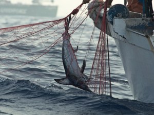 Illegal fishing-representative photo, courtesy seafoodwatch,org