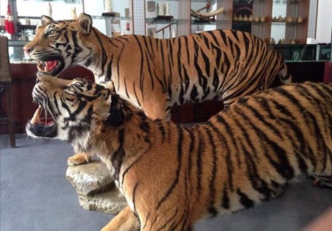 illegal wildlife trade