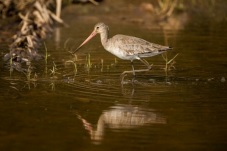 Black-tailed godwit in its winter plumage. Ranthambhore, Rajasthan. © Ola Jennersten / WWF-Sweden