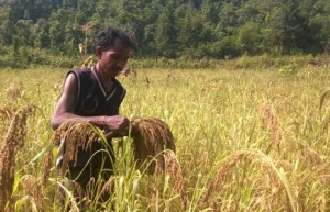 Harvesting Kueri (small millet), Desughati. Pic: Subrat Kumar Nayak