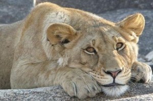 Representative image. Courtesy: worldnomads