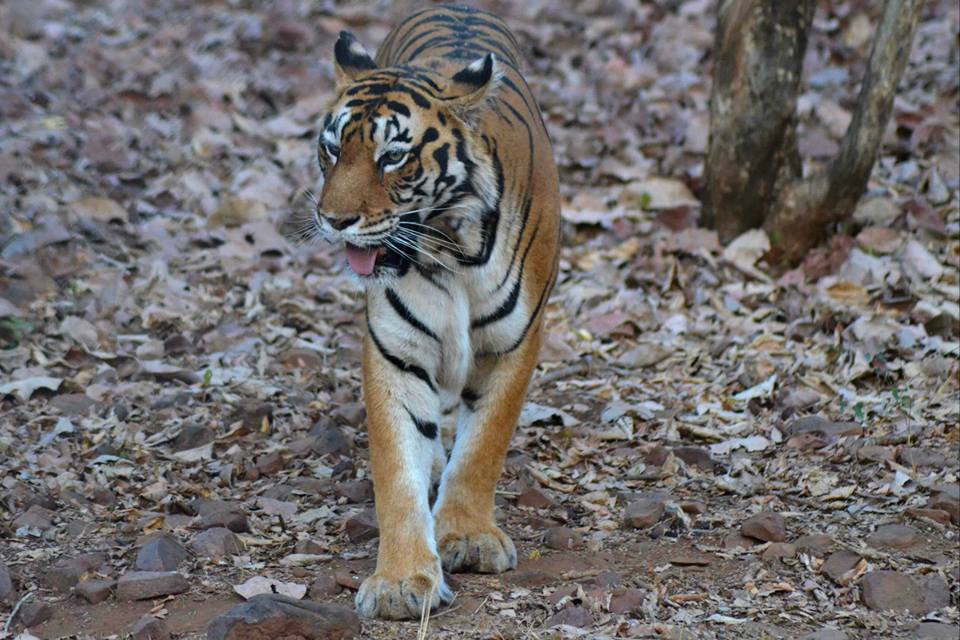 Integer Tiger International Tiger Day and the Tale of Tumbling Tiger Numbers – This ...