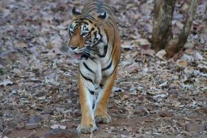 Tiger territory under attack