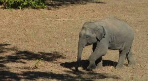 Baby elephant in Satpura Tiger Reserve, India