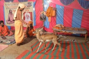 Black Buck and Ujjain Simhastha 2016