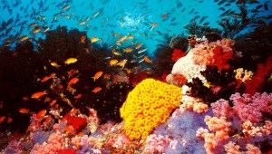 coral reefs