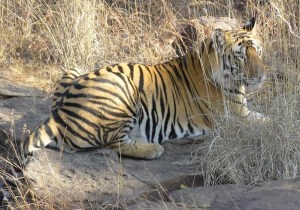 Tiger cub (Representative photo)