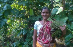 Collecting NTFPs for daily needs, Madikhole village. Pic: Hemant Kumar Sahoo
