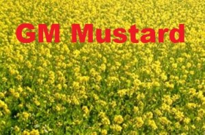 GM Mustard