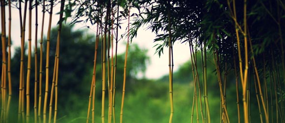 bamboo2