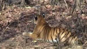 tiger-pench-tiger-reserve