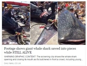 Giant Shark sawed into pieces (Courtesy: facebook)