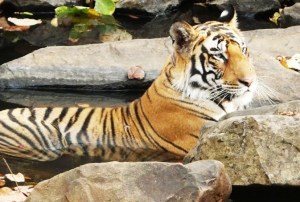 Tiger cub (Representative photo by Additional Principal Chief Conservator of Forest-Wildlife Suhas Kumar)