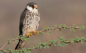 Amur falcon