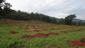 Mango plantation and Madhikhol