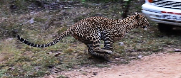 Lepard Caputure