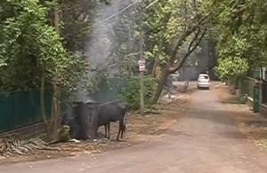 backyard-burning-of-waste