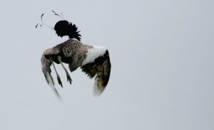 Kharmor Sanctuary Sailana Ratlam, 