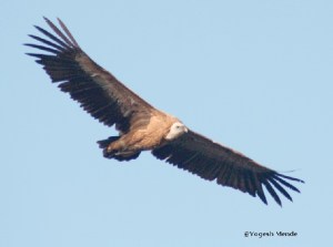 Panna vulture