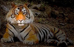 Ustad-the tiger