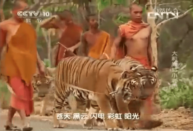 Appeal: Ban this Tiger Temple video