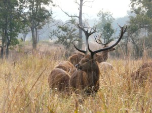 barasingha_by_Suhas_Kumar