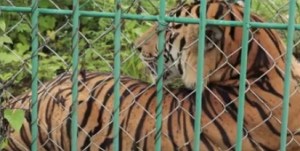 China-Town-Laos-caged-tiger